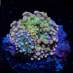 Rainbow Yuma Mushroom Coral with colorful mushroom disc in reef aquarium