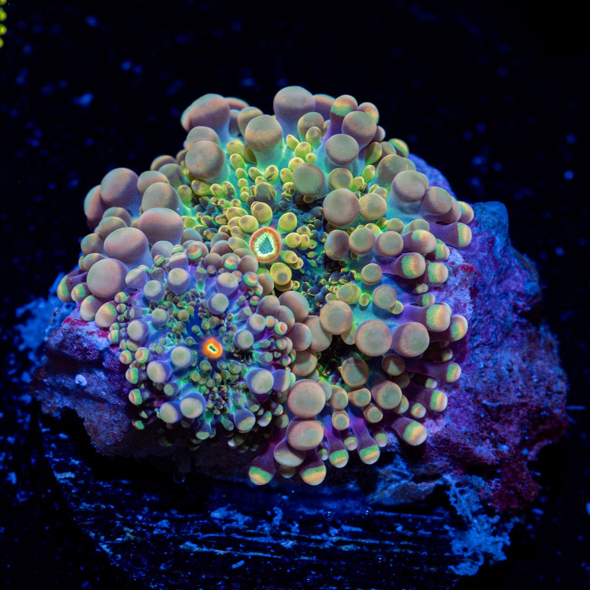 Rainbow Yuma Mushroom Coral with colorful mushroom disc in reef aquarium