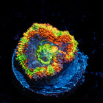 Rampage Micromussa with fleshy polyps in reef aquarium