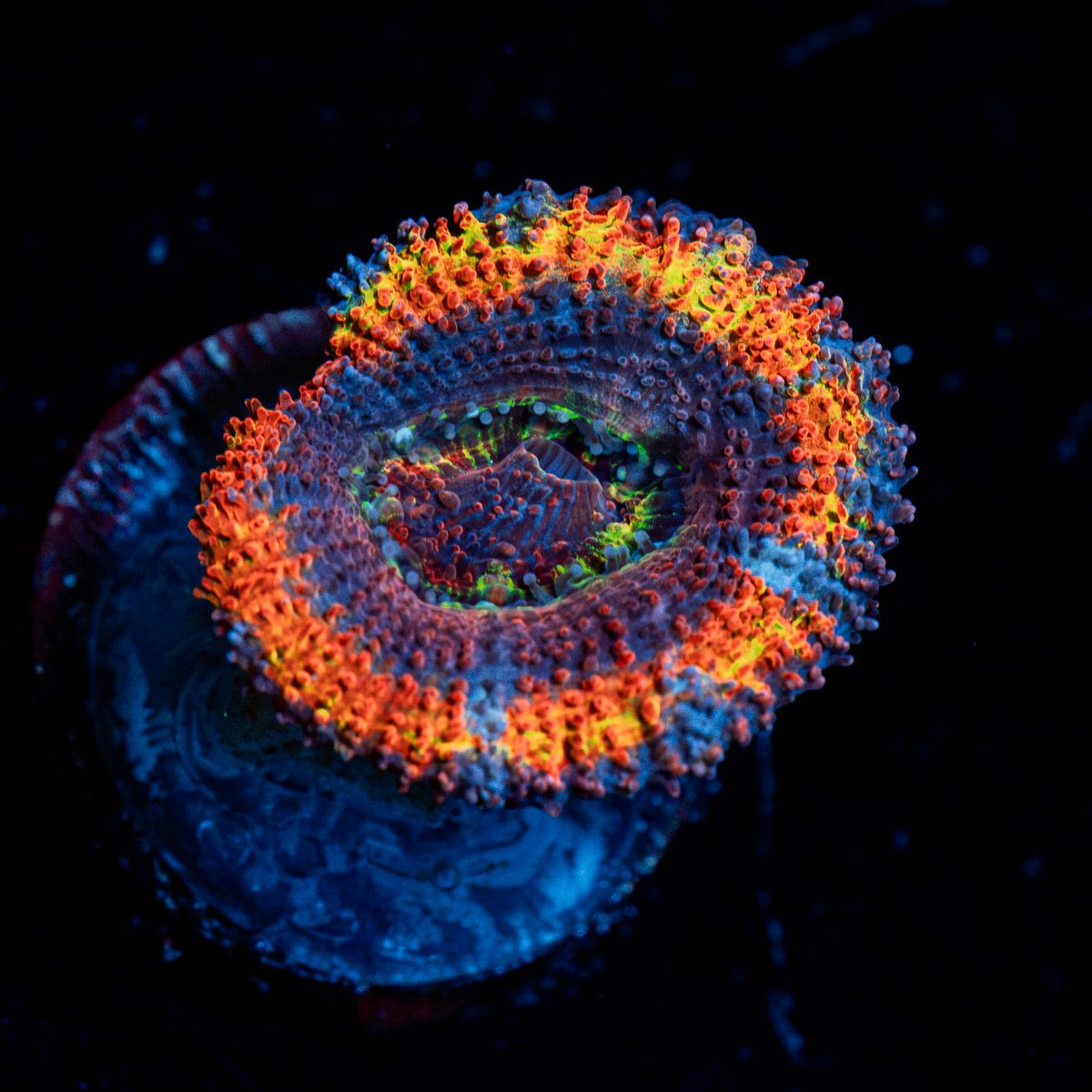 Rampage Rainbow Acan Coral with fleshy polyps in reef aquarium
