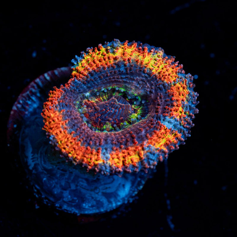 Rampage Rainbow Acan Coral with fleshy polyps in reef aquarium
