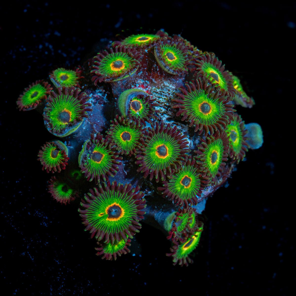 Rasta Zoanthid Coral with colony growth in reef aquarium