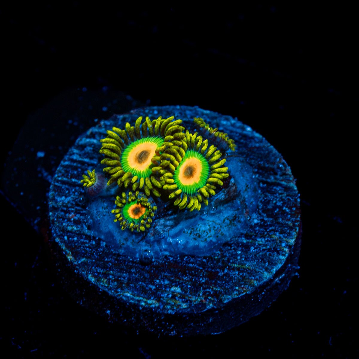 Rasta Zoanthid Coral colony growth in reef aquarium