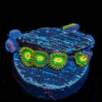 Rasta Zoanthid Coral with colony growth in reef aquarium