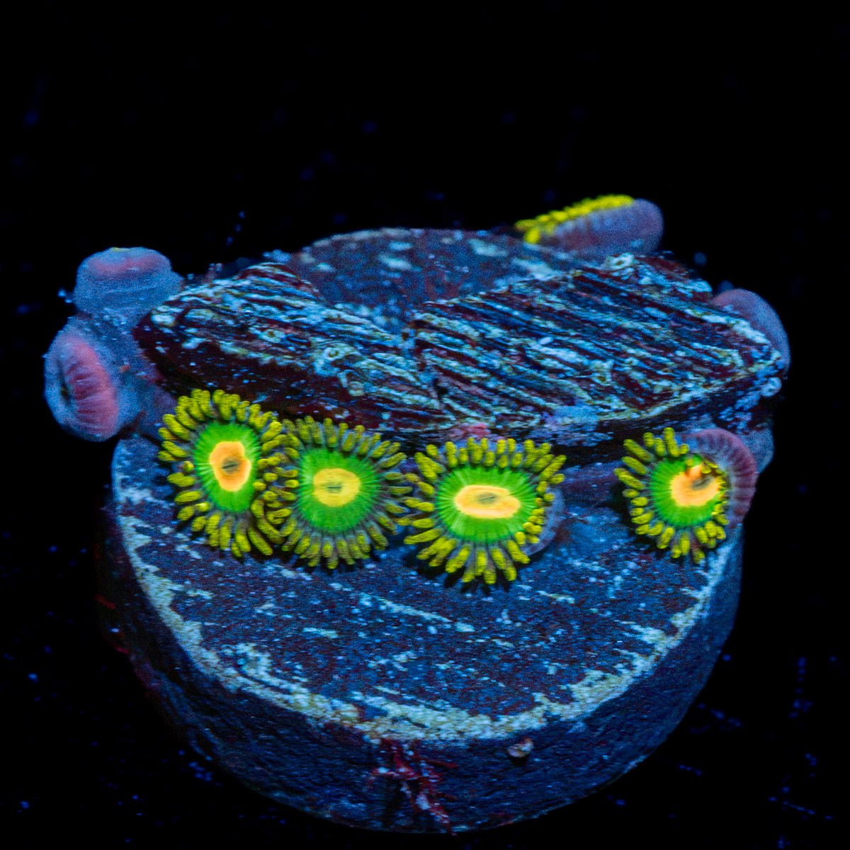 Rasta Zoanthid Coral with colony growth in reef aquarium