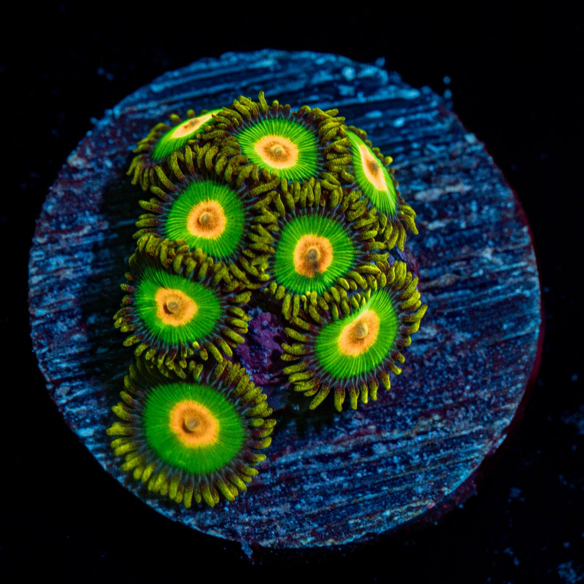 Rasta Zoanthid Coral with colony growth in reef aquarium