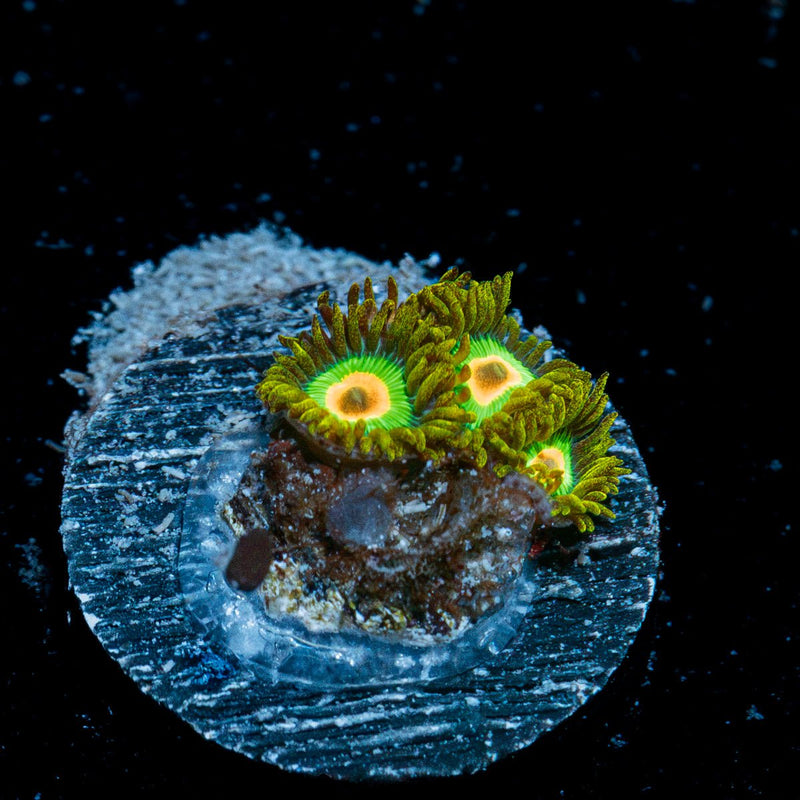 Rasta Zoanthid Coral with colony growth in reef aquarium