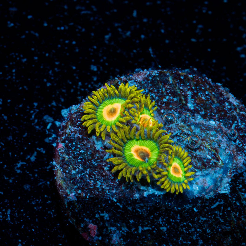 Rasta Zoanthid Coral with colony growth in reef aquarium