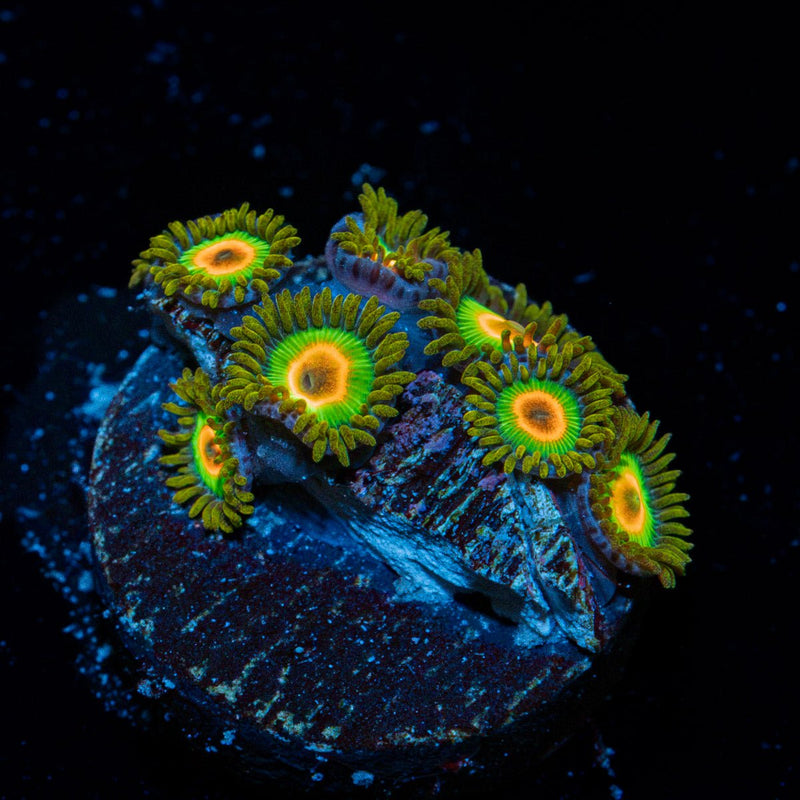 Rasta Zoanthid Coral with colony growth in reef aquarium