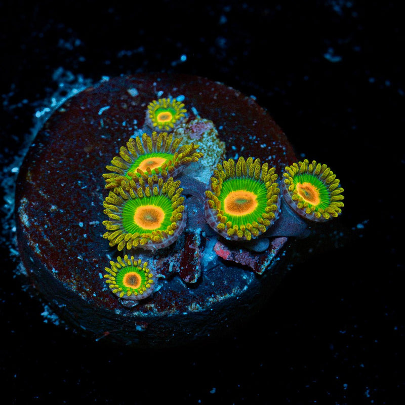 Rasta Zoanthid Coral
