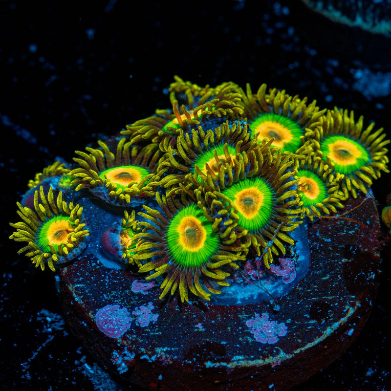 Rasta Zoanthid Coral colony growth in reef aquarium