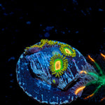 Rasta Zoanthid Coral with colony growth in reef aquarium