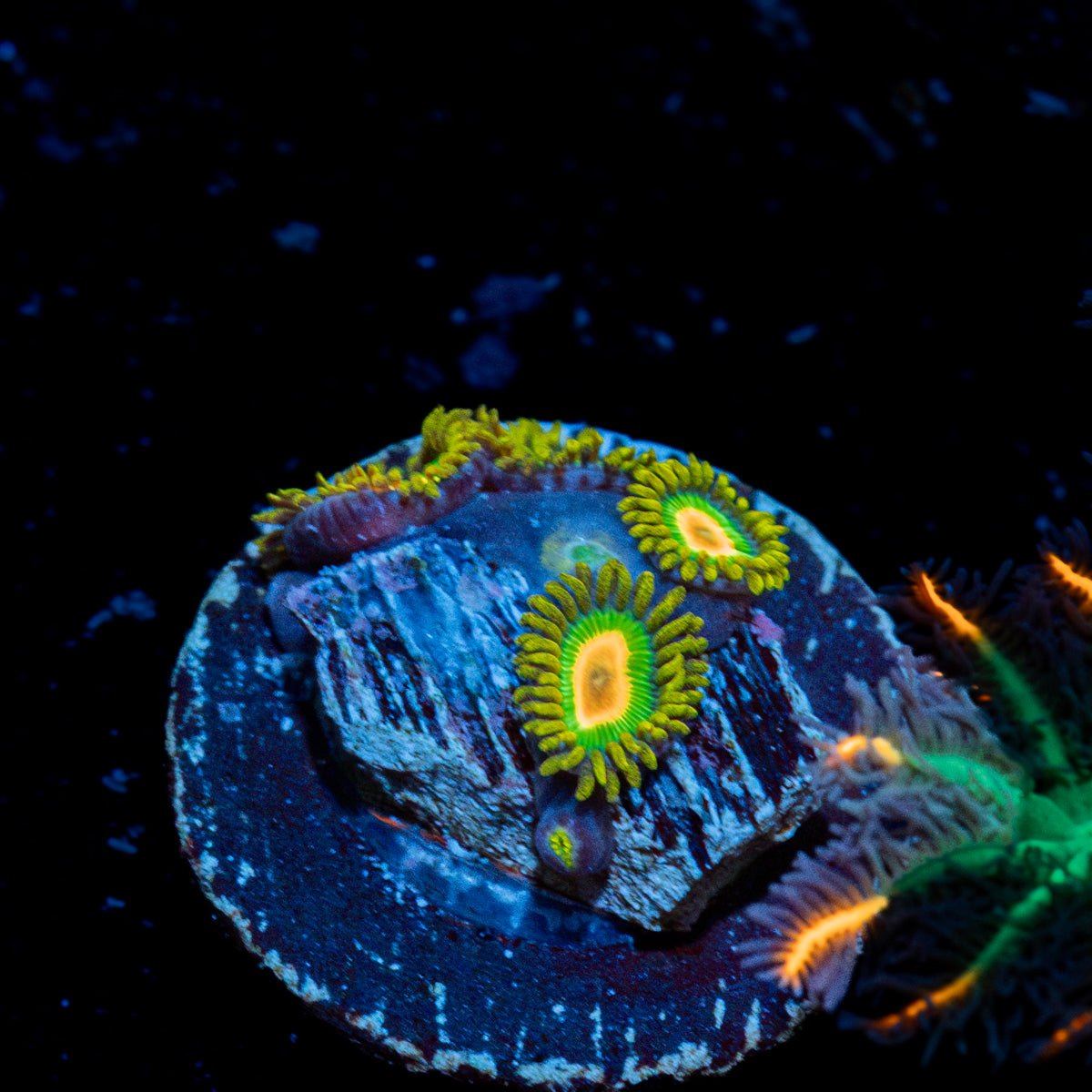 Rasta Zoanthid Coral with colony growth in reef aquarium