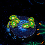 Rasta Zoanthid Coral with colony growth in reef aquarium