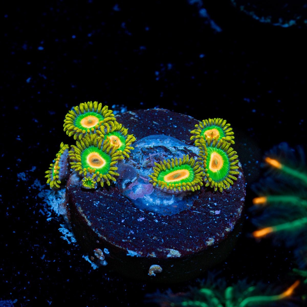 Rasta Zoanthid Coral with colony growth in reef aquarium