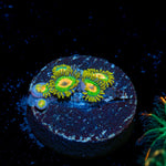 Rasta Zoanthid Coral with colony growth in reef aquarium
