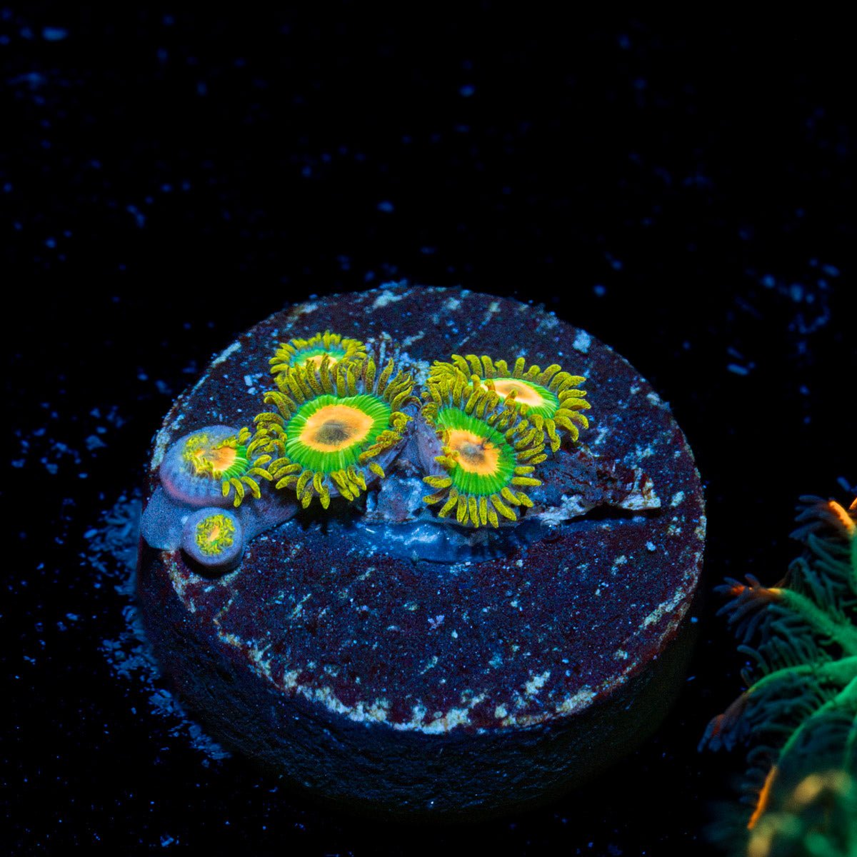 Rasta Zoanthid Coral with colony growth in reef aquarium