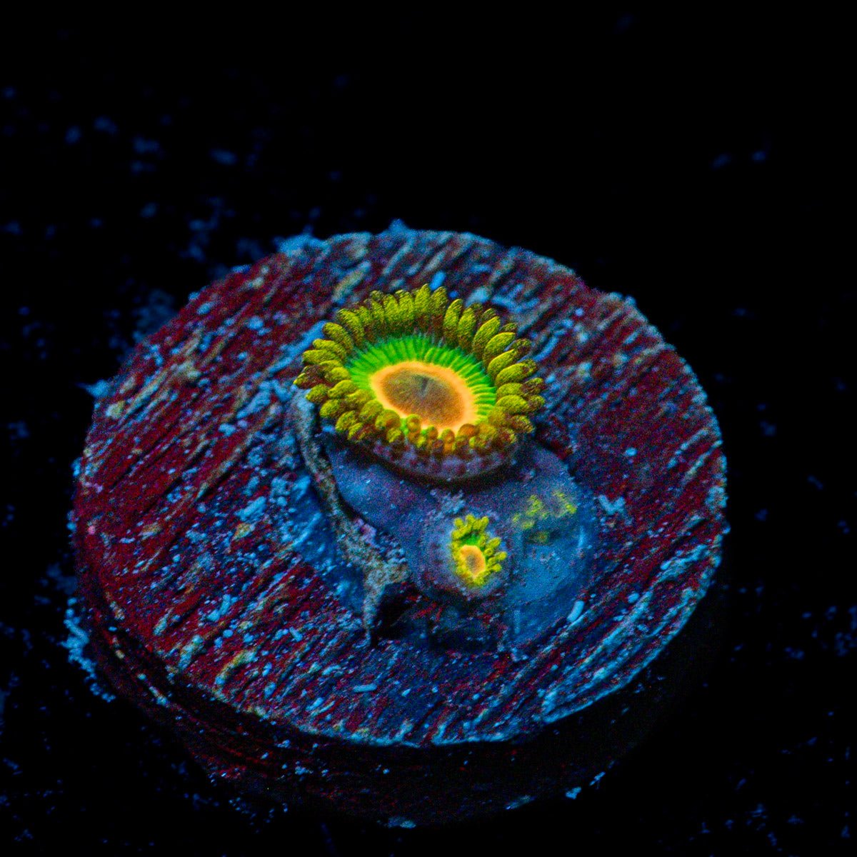 Rasta Zoanthid Coral colony growth in reef aquarium environment