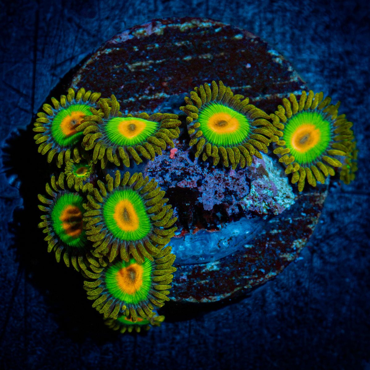 Rasta Zoanthid Coral with colony growth in reef aquarium