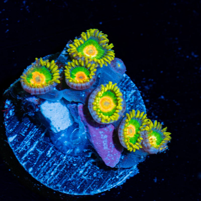 Rasta Zoanthid Coral colony growth in reef aquarium