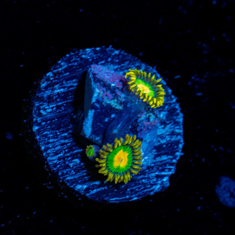 Rasta Zoanthid Coral with colony growth in reef aquarium