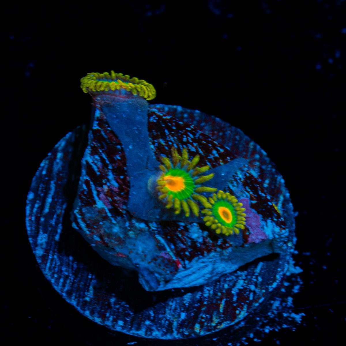 Rasta Zoanthid Coral colony growth in reef aquarium environment