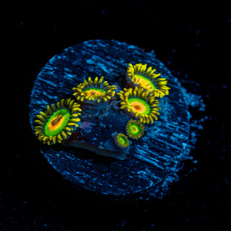 Rasta Zoanthid Coral colony growth in reef aquarium environment