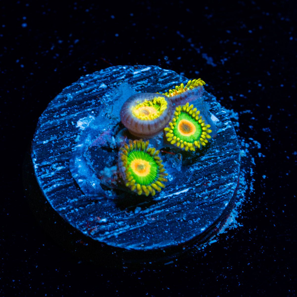 Rasta Zoanthid Coral with colony growth in reef aquarium