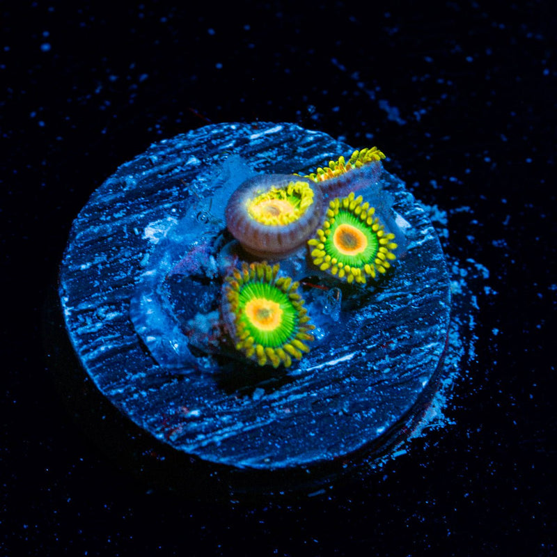Rasta Zoanthid Coral with colony growth in reef aquarium