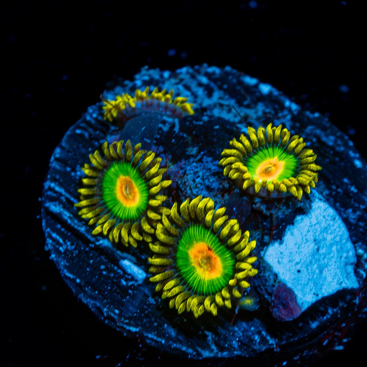 Rasta Zoanthid Coral with colony growth in reef aquarium
