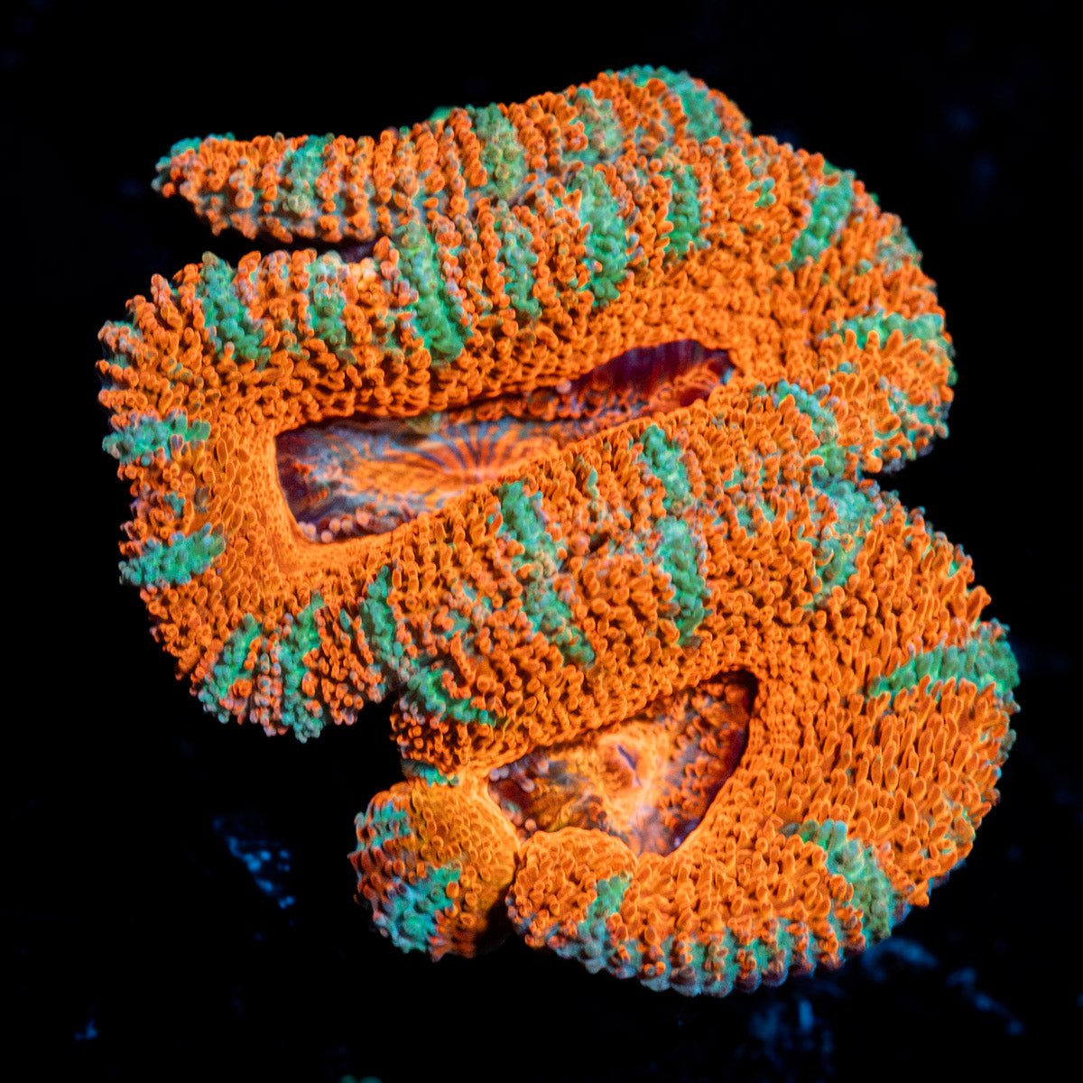 Red Acan Micromussa Coral with fleshy polyps in reef aquarium