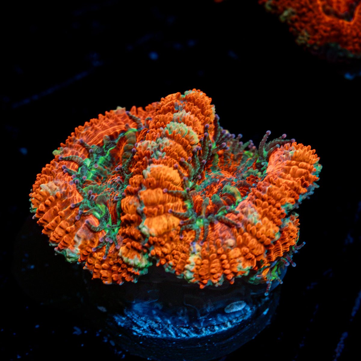 Red Acan Micromussa Coral with fleshy polyps in reef aquarium