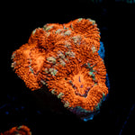Red Acan Micromussa Coral with fleshy polyps in reef aquarium
