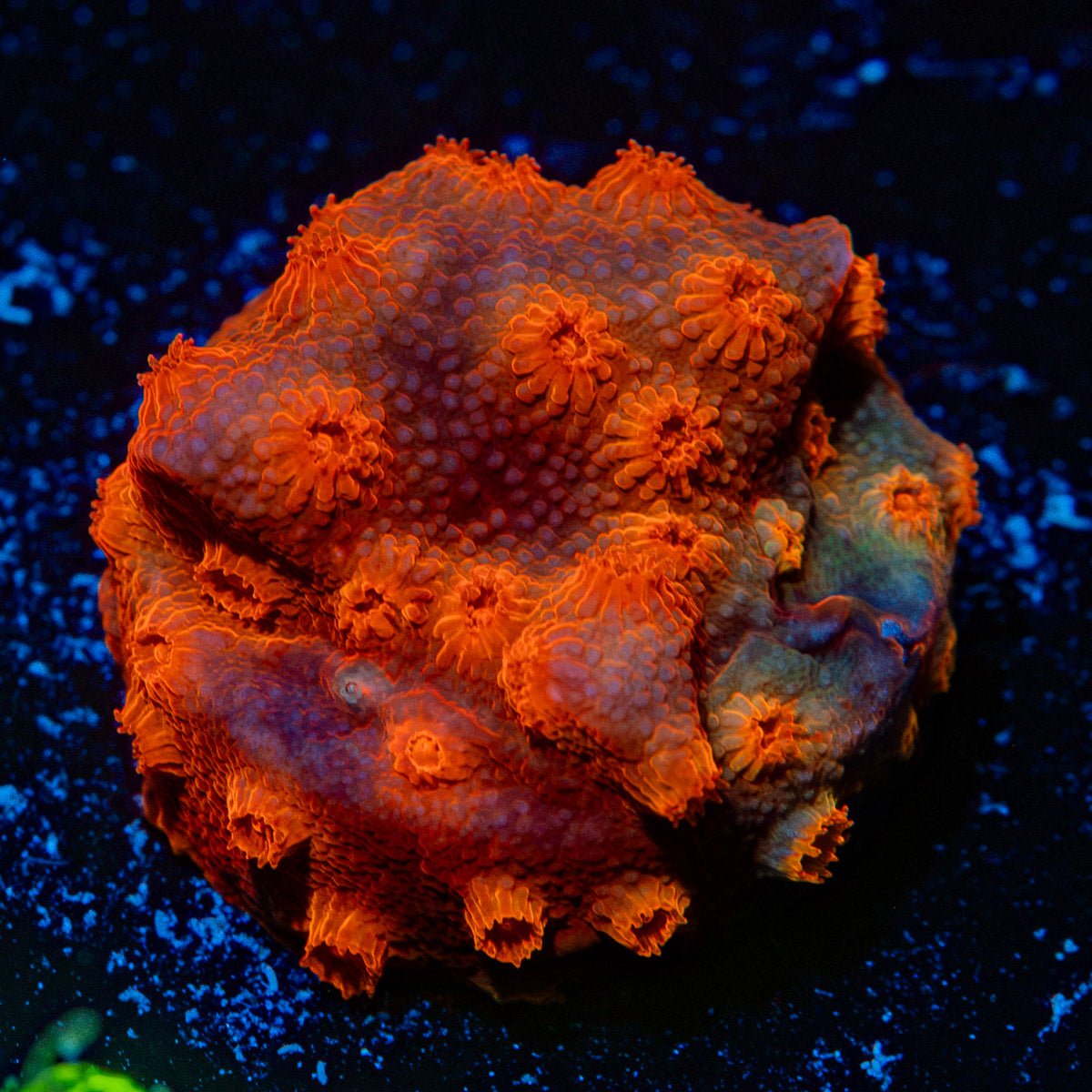 Red Brick Cyphastrea Coral with encrusting growth in reef aquarium