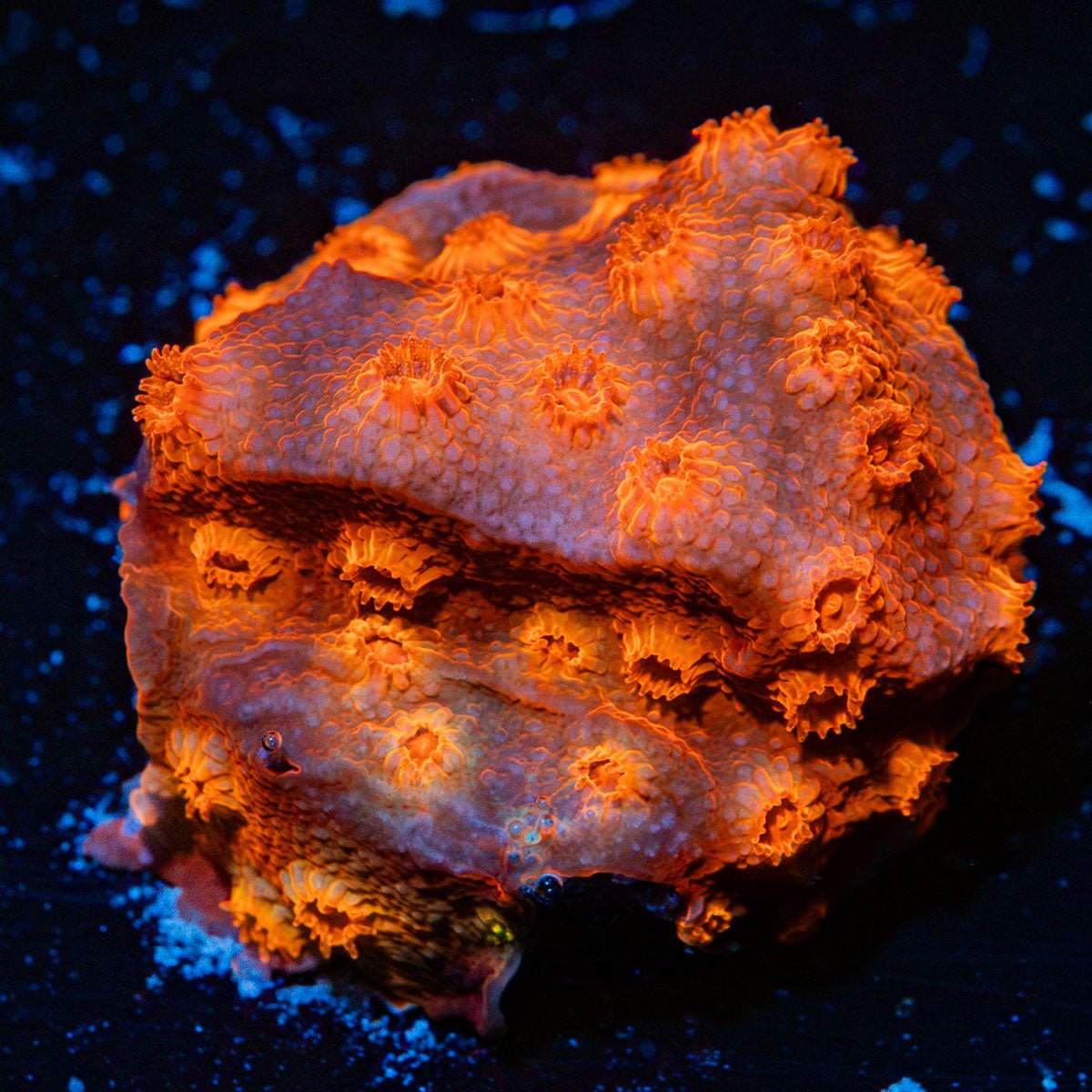 Red Brick Cyphastrea Coral with encrusting growth in reef aquarium