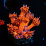 Red Bull Goniopora with flower-like polyps in reef aquarium