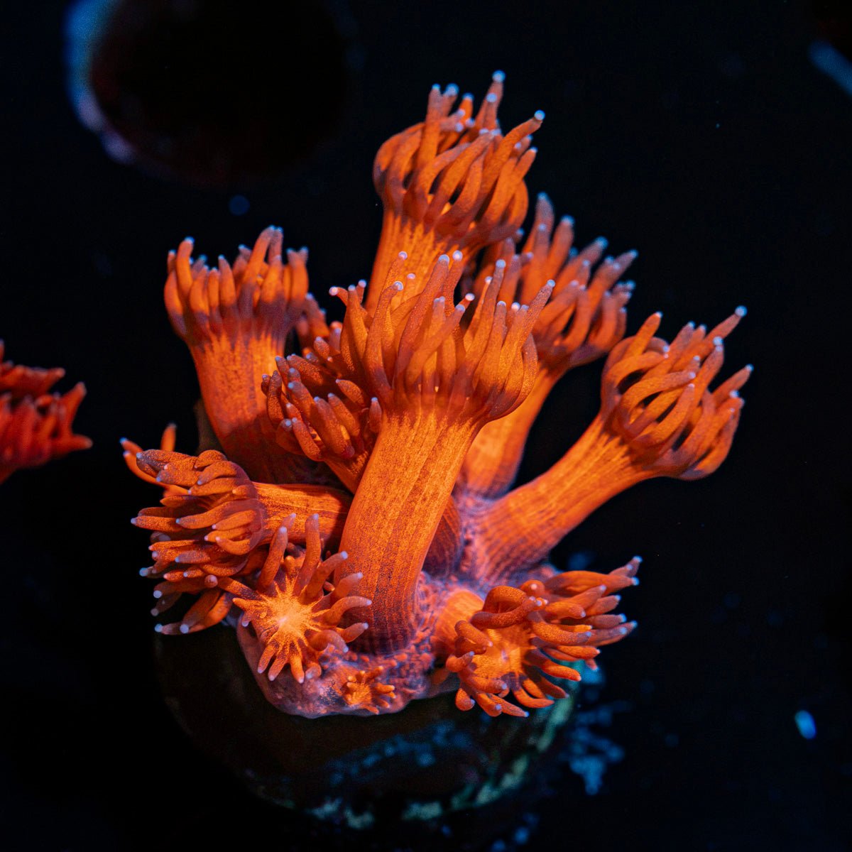 Red Bull Goniopora with flower-like polyps in reef aquarium