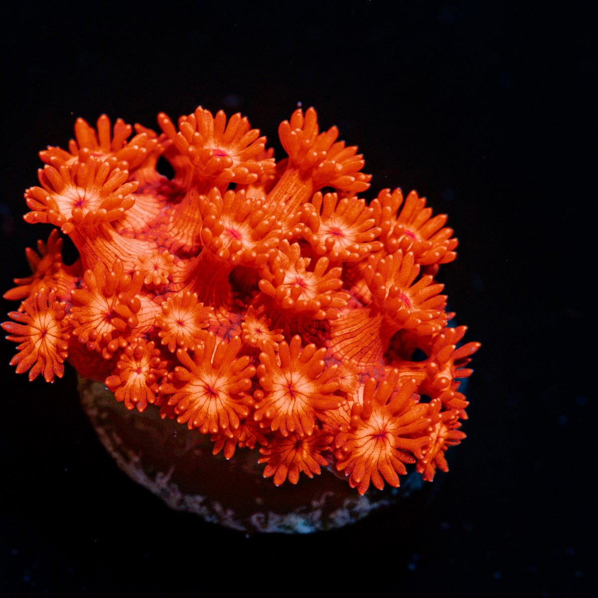 Red Bull Goniopora with flower-like polyps in reef aquarium