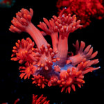 Red Bull Goniopora Coral with flower-like polyps in reef aquarium