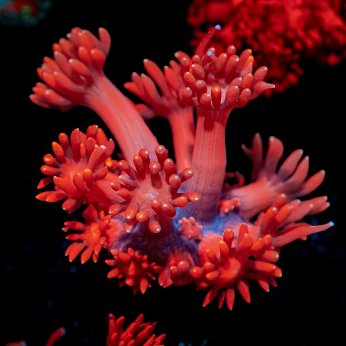 Red Bull Goniopora Coral with flower-like polyps in reef aquarium