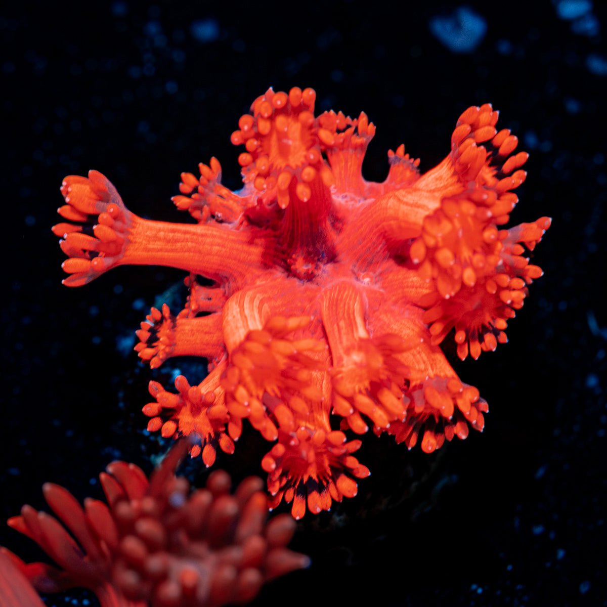 Red Bull Goniopora Coral with flower-like polyps in reef aquarium