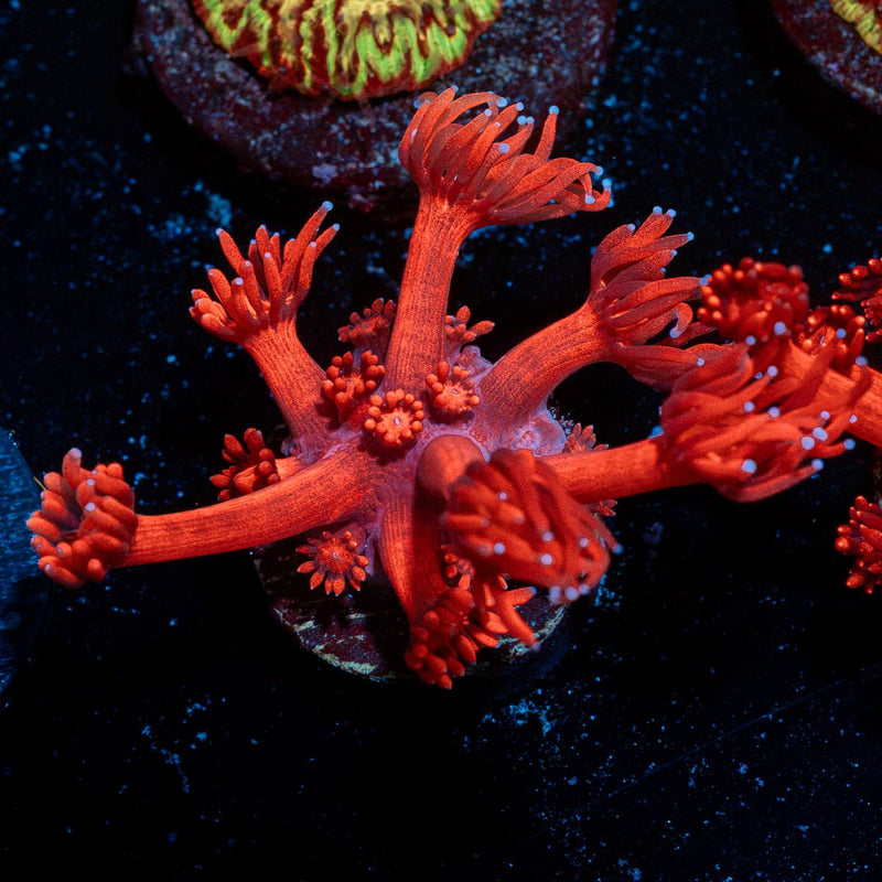 Red Bull Goniopora Coral with flower-like polyps in reef aquarium