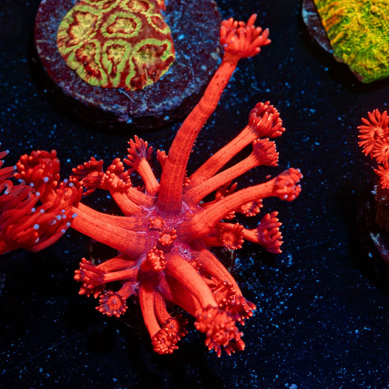 Red Bull Goniopora Coral with flower-like polyps in reef aquarium