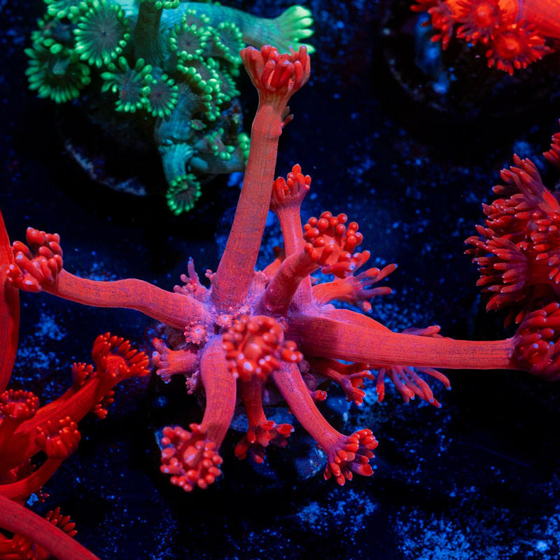 Red Bull Goniopora Coral with flower-like polyps in reef aquarium