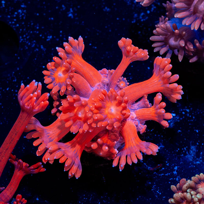 Red Bull Goniopora Coral with flower-like polyps in reef aquarium