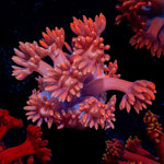 Red Bull Goniopora Coral with flower-like polyps in reef aquarium