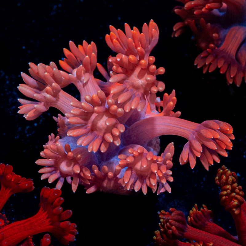 Red Bull Goniopora Coral with flower-like polyps in reef aquarium