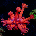 Red Bull Goniopora Coral with flower-like polyps in reef aquarium