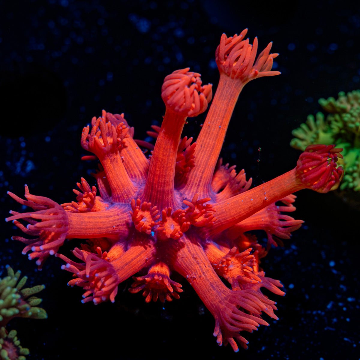 Red Bull Goniopora Coral with flower-like polyps in reef aquarium