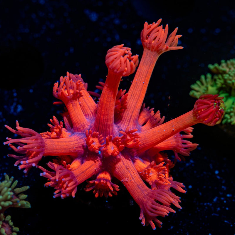 Red Bull Goniopora Coral with flower-like polyps in reef aquarium